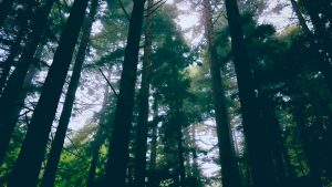 View larger photo: The trees of Muir Woods