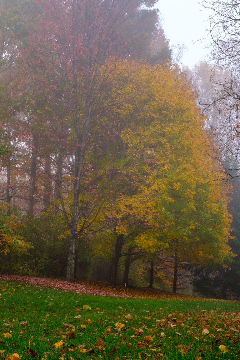 Fall in Fog, Montgomery Township, New Jersey