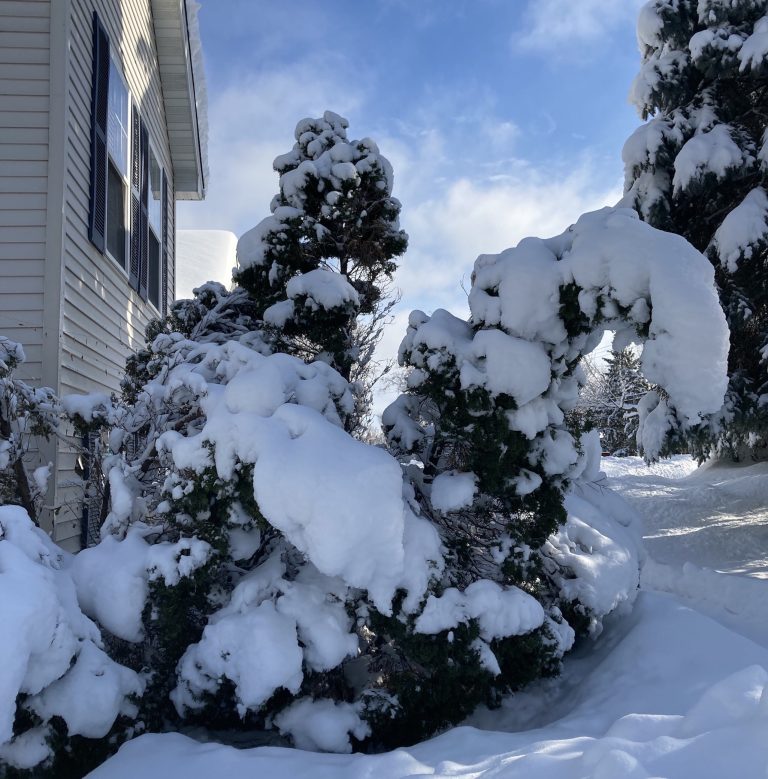 Tree branches covered with wet heavy snow