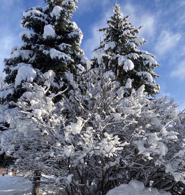 Snow covered bushes