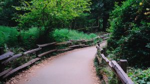 Forest path, Muir Woods