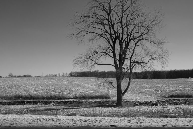 Tree, Snow, Winter, Field, Black and White