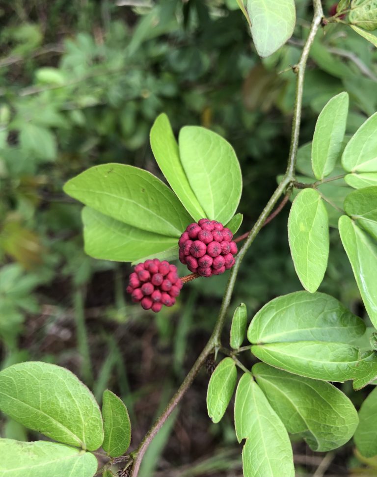 Calliandra berries