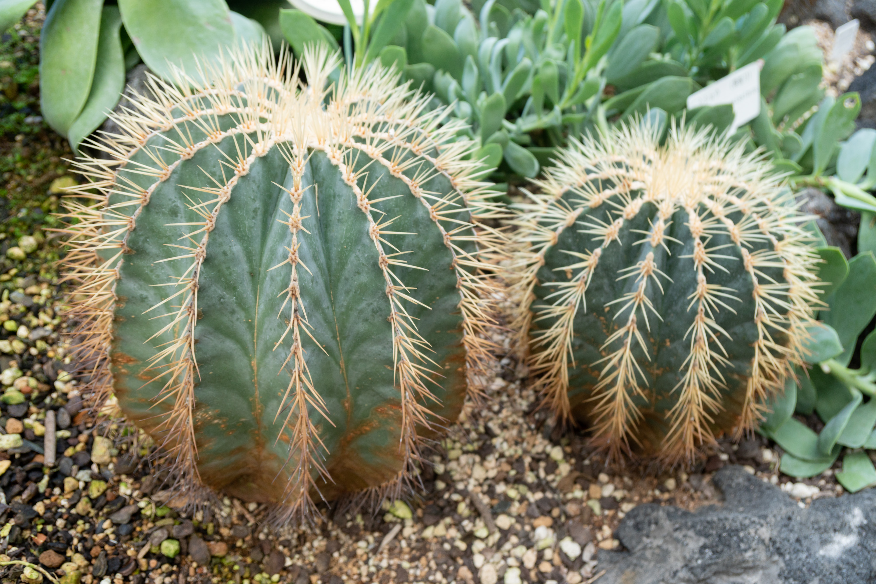 Echinocactus grusonii (golden barrel cactus)