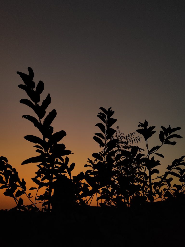 Small tree in the dusk