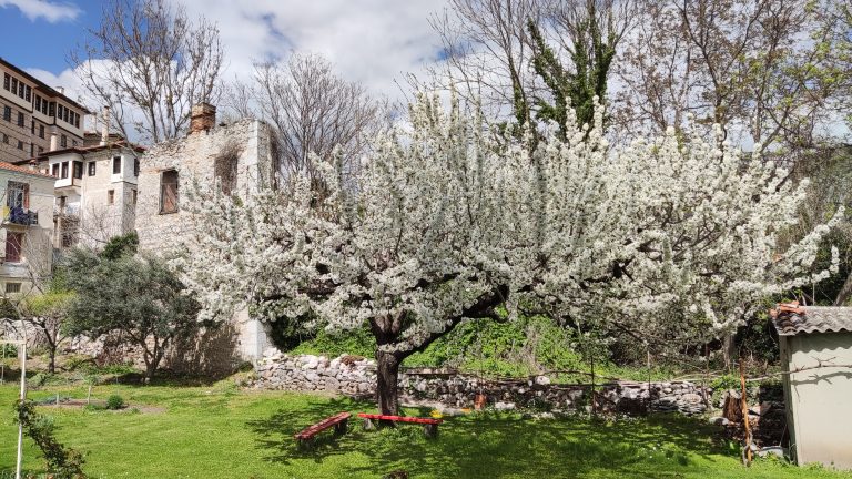 Blossomed tree in a yard, Kastoria, Greece