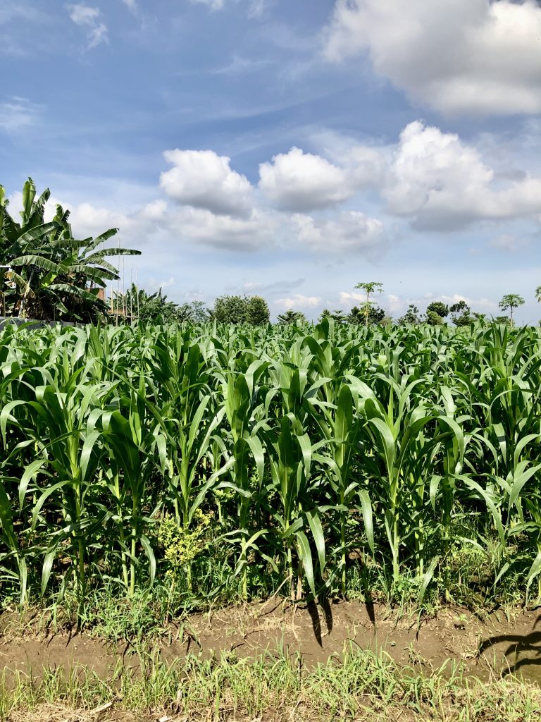 Corn field