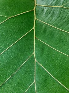 Pattern of tectona grandis leaf
