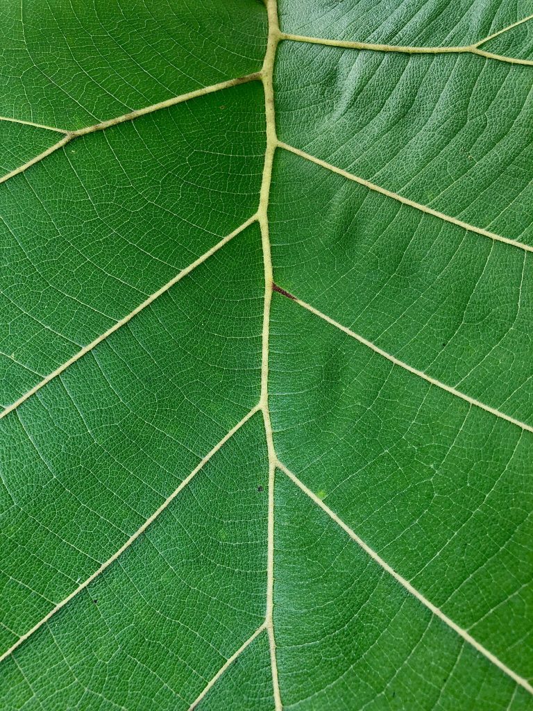 Pattern of tectona grandis leaf