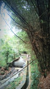 Bamboo & River
