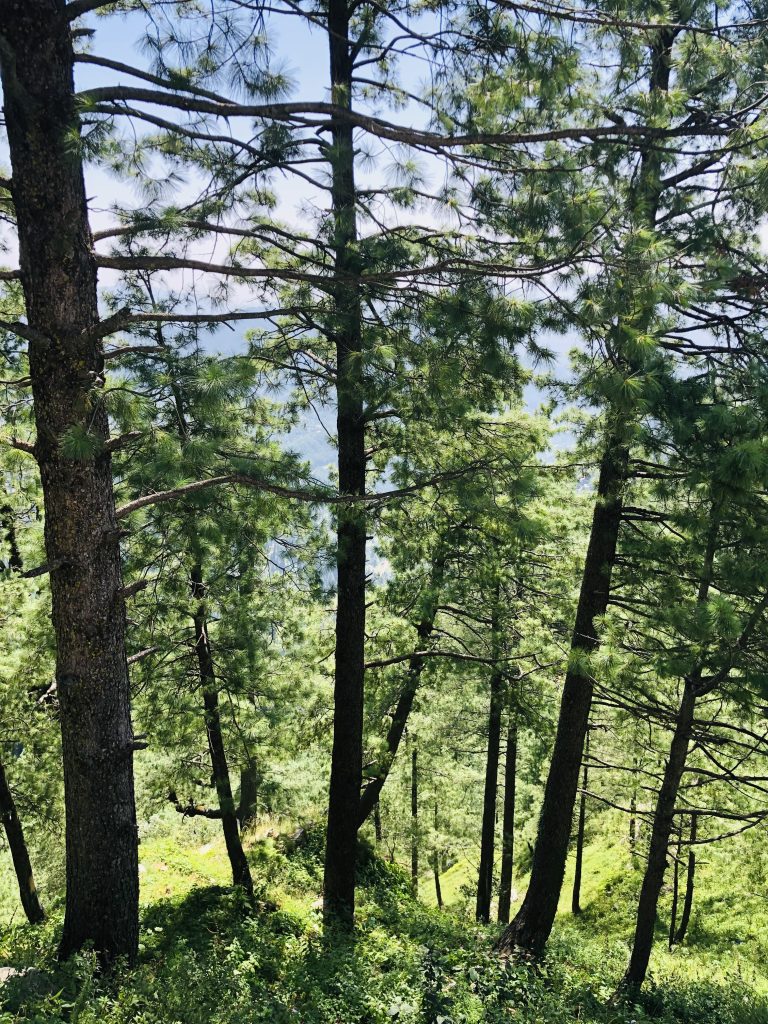 Trees Murre, Pakistan