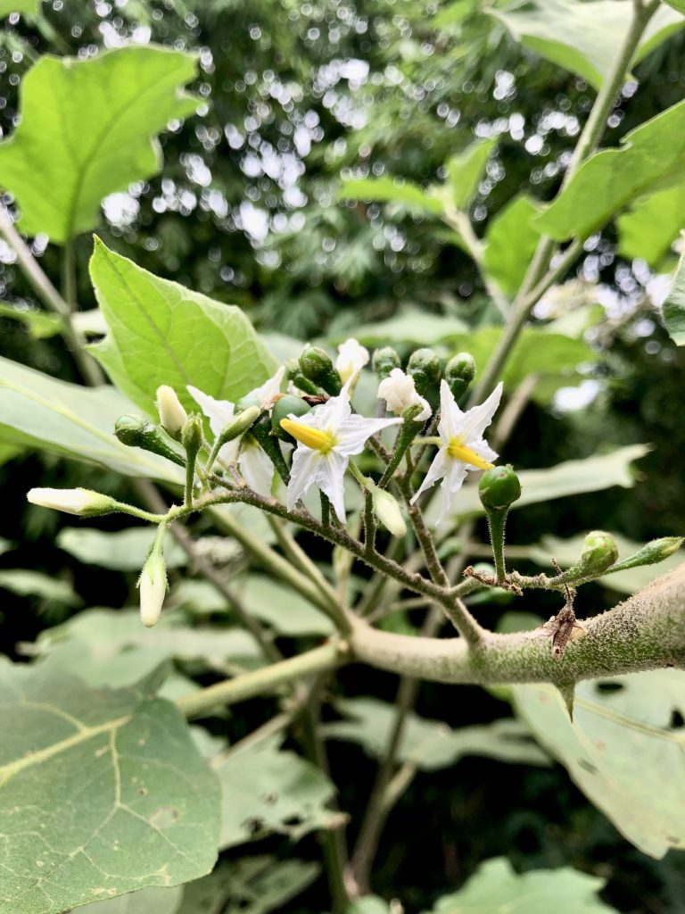 Young solanum torvum berries