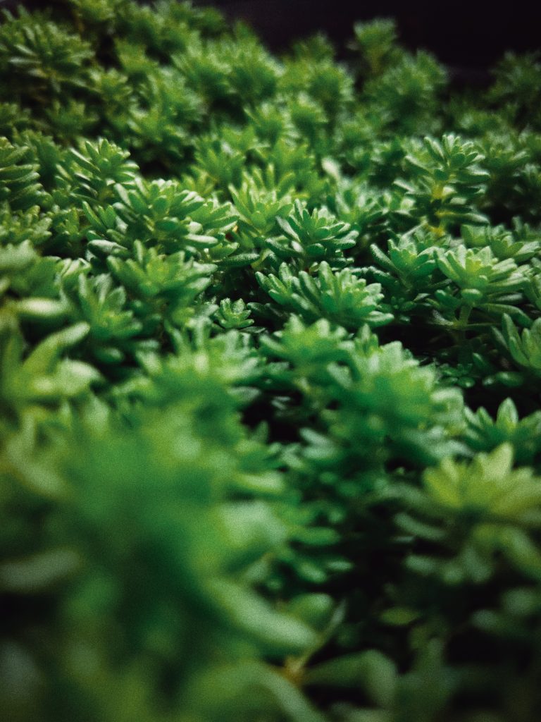 A close-up of a small green plant.