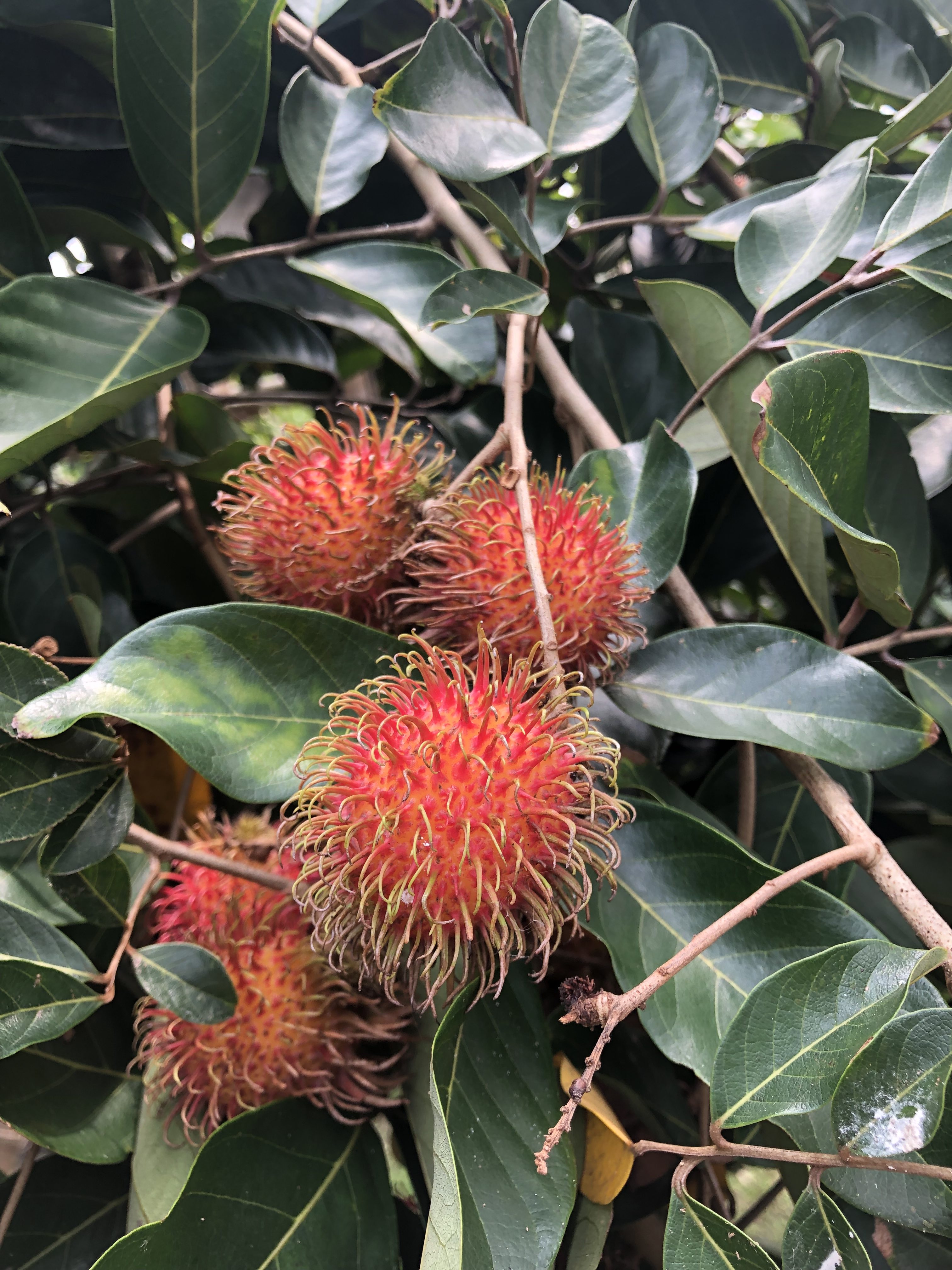 Rambutan (Niphelium Lappaceum)