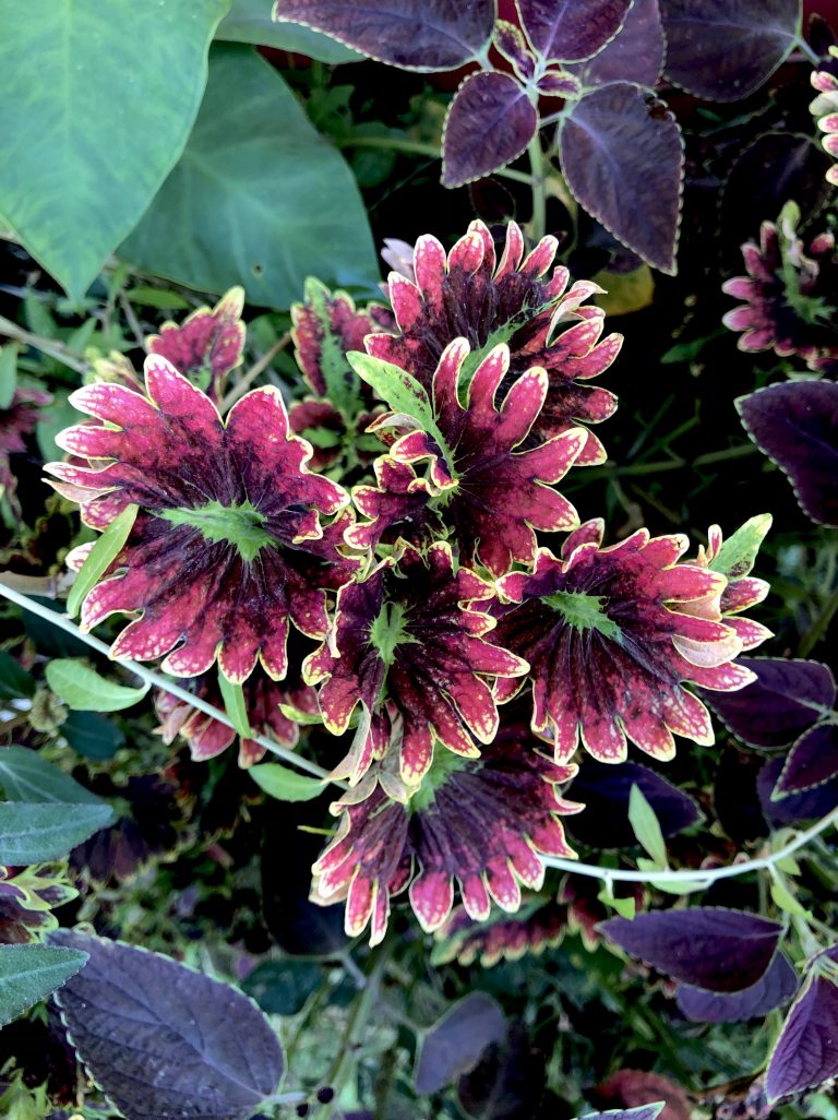 Coleus red flame