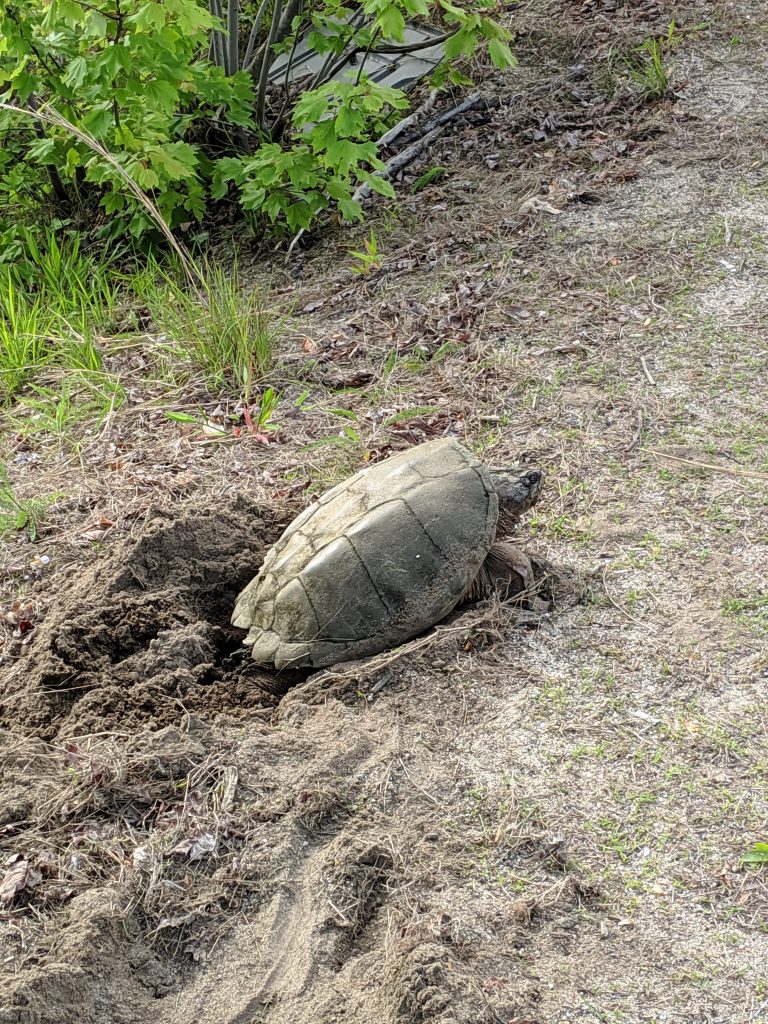 Common snapping turtle, laying eggs, Narragansett, Rhode Island.