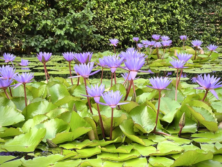 Water lilies between the Millennium Hotel and ICONSIAM Conference Center in Bangkok during WordCamp Asia 2023.