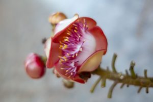 Cannonball Flower, Chiang Rai, Thailand