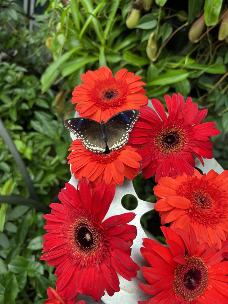 Butterfly Garden, Changi Airport, Singapore