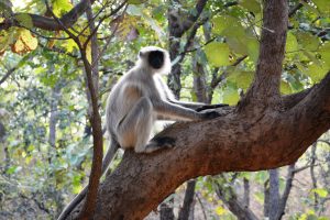 A northern plains gray langur. It is also known as the sacred langur, Bengal sacred langur and Hanuman langur. The photo was taken at Gir National Park, Gujarat, India.