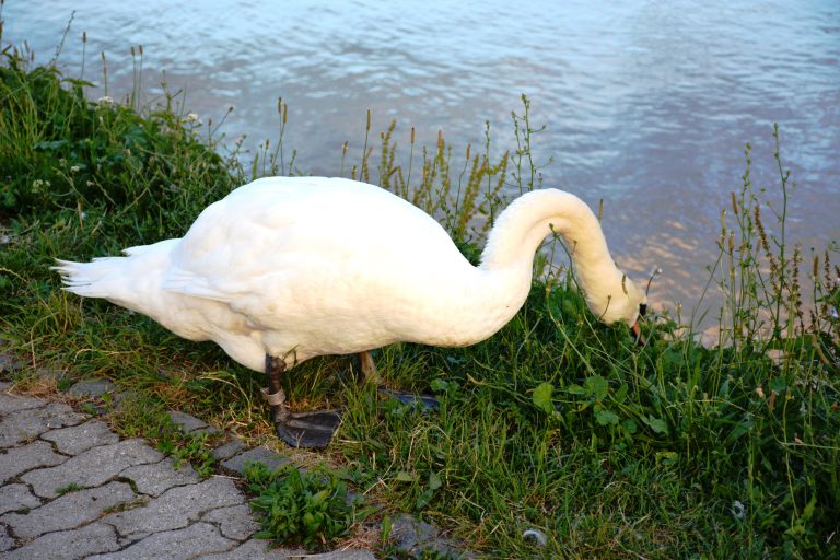 A tagged Mute swan. I met this swan almost seven years back on an evening walk with my friends and curiously watched its actions for a few minutes. This photo is taken from the banks of Drava river. Near the old bridge of Maribor, Slovenia