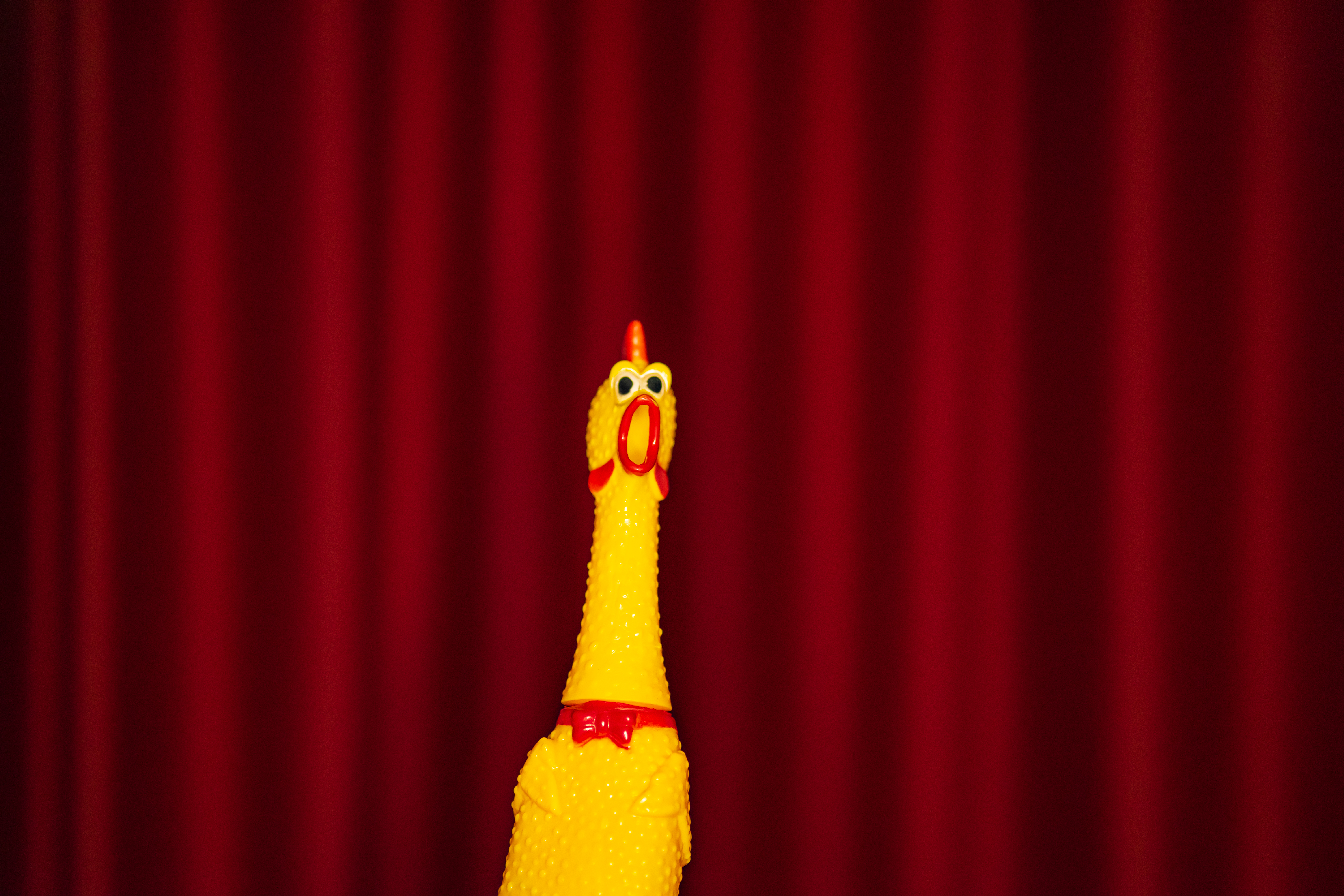 Rubber chicken in front of a curtain
