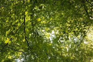 Sun through the canopy