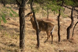 The Nilgai (bluebuck) female. Nilgai is the largest Asian antelope. The photo was taken at Gir National Park, Gujarat, India.