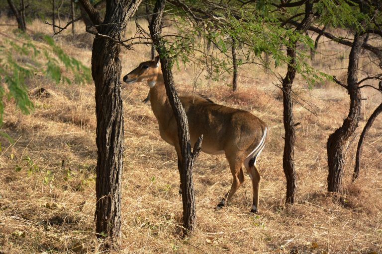 The Nilgai (bluebuck) female. Nilgai is the largest Asian antelope. The photo was taken at Gir National Park, Gujarat, India.