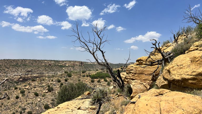 Dead Tree Southern Colorado Desert