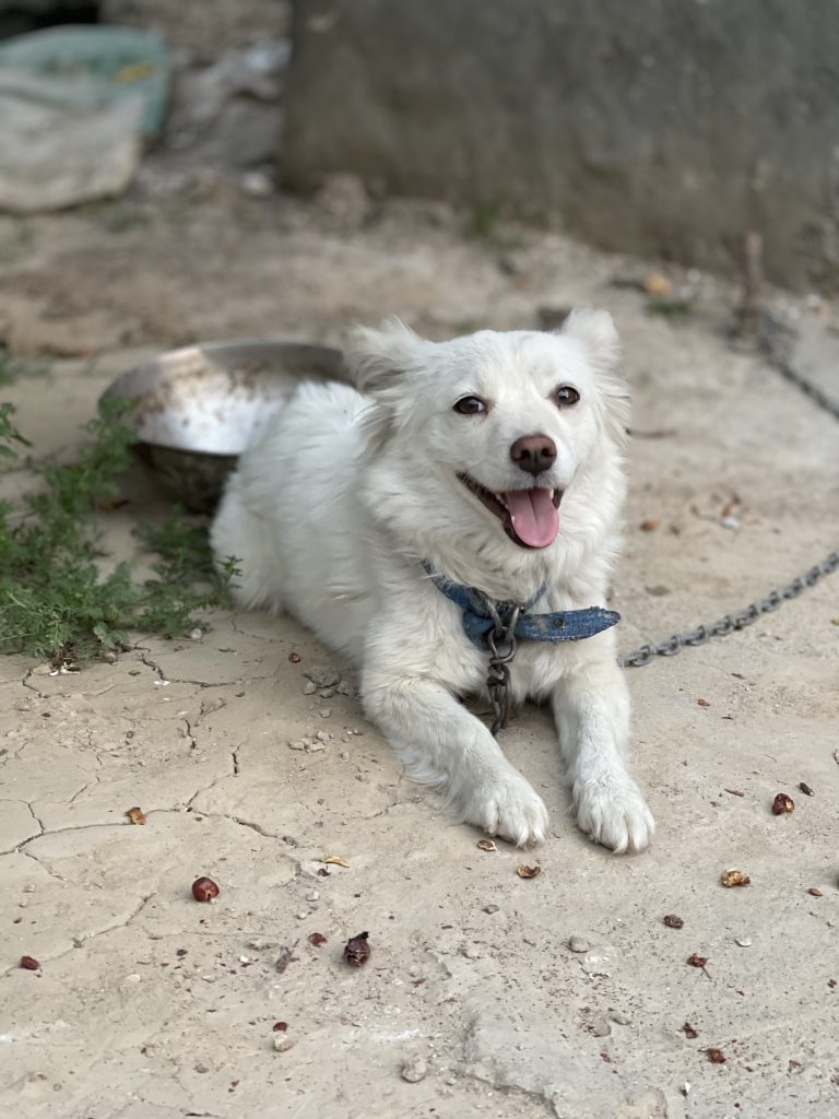 The photograph features my dog, Tinku, who is incredibly cute and adorable.