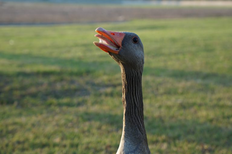 Mildly terrifying goose