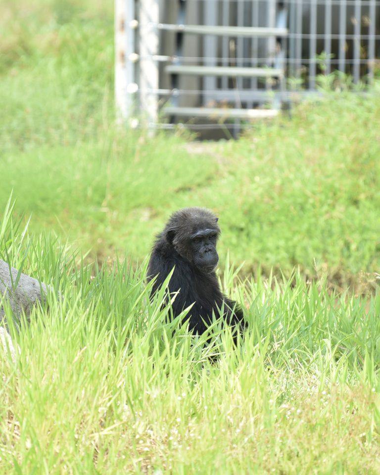 Chimpanzee, Wildlife Friends Foundation Thailand, Tha Mai Ruak, Phetchaburi