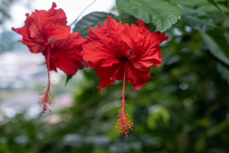 Hibiscus Flower