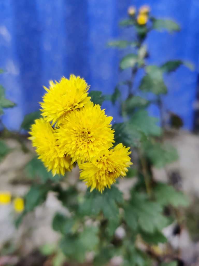 Flower