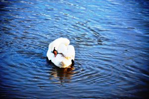 Swimming poses of a Mute swan and it has a tag on the right leg. I met this swan almost seven years back on an evening walk with my friends. This photo is taken from the banks of Drava river. Near the old bridge of Maribor, Slovenia.