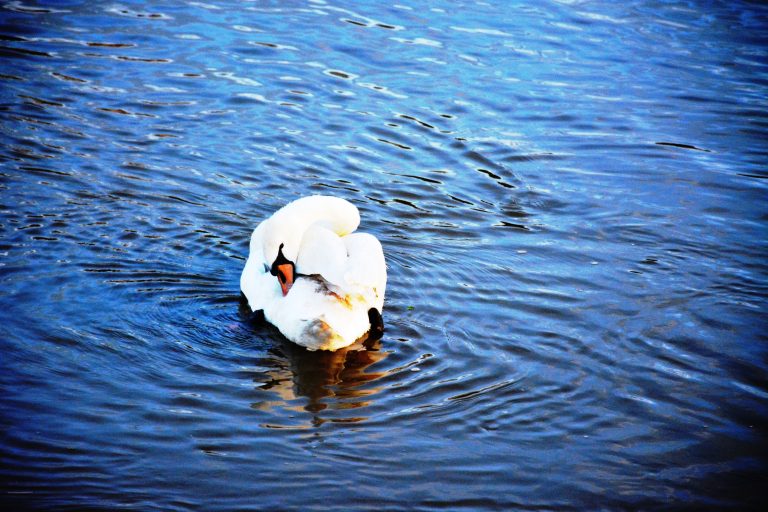 Swimming poses of a Mute swan and it has a tag on the right leg. I met this swan almost seven years back on an evening walk with my friends. This photo is taken from the banks of Drava river. Near the old bridge of Maribor, Slovenia.