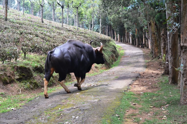 An Indian bison male. We met nine years back. This photo is taken from Ooty, Tamil Nadu, India.