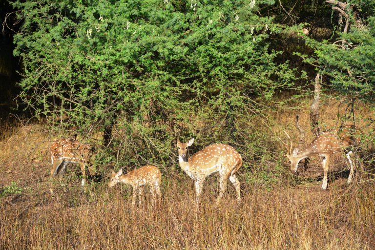 A group of spotted deer. This deer is also known as chital or cheetal or Axis deer. The photo was taken at Gir National Park, Gujarat, India.