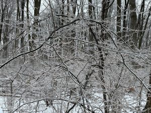 Frozen branches
