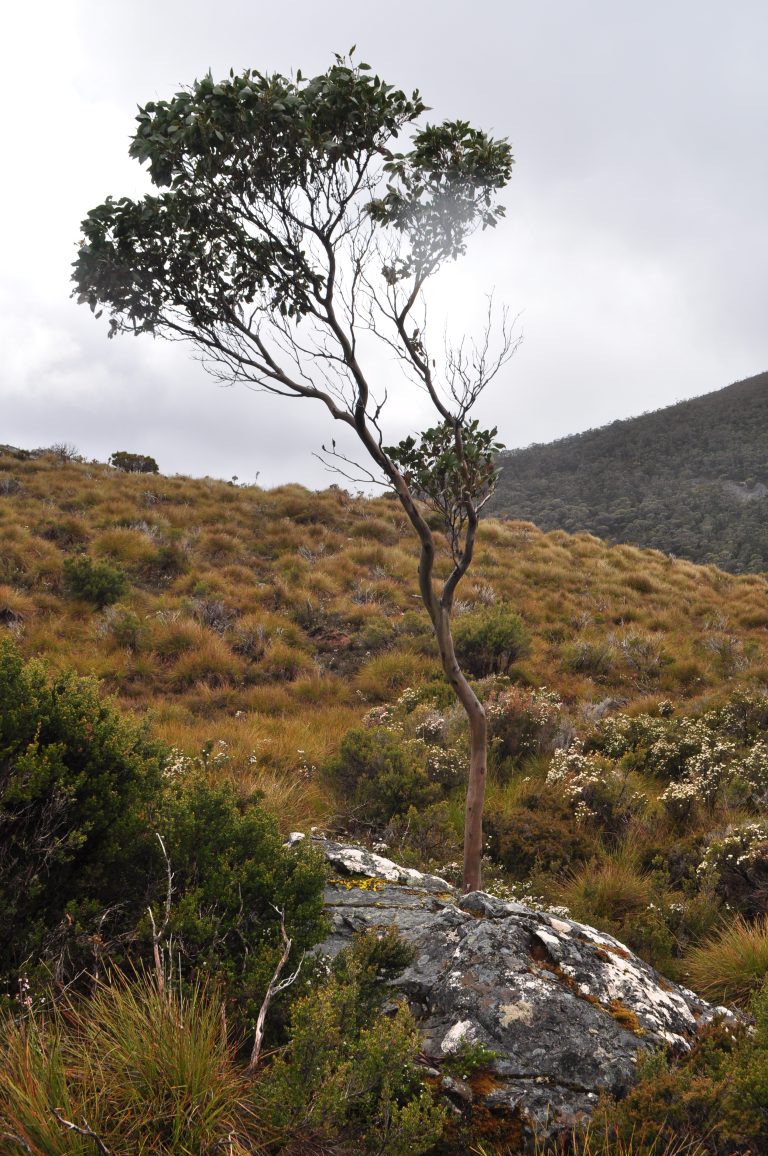 Cradle Mountain, Tasmania