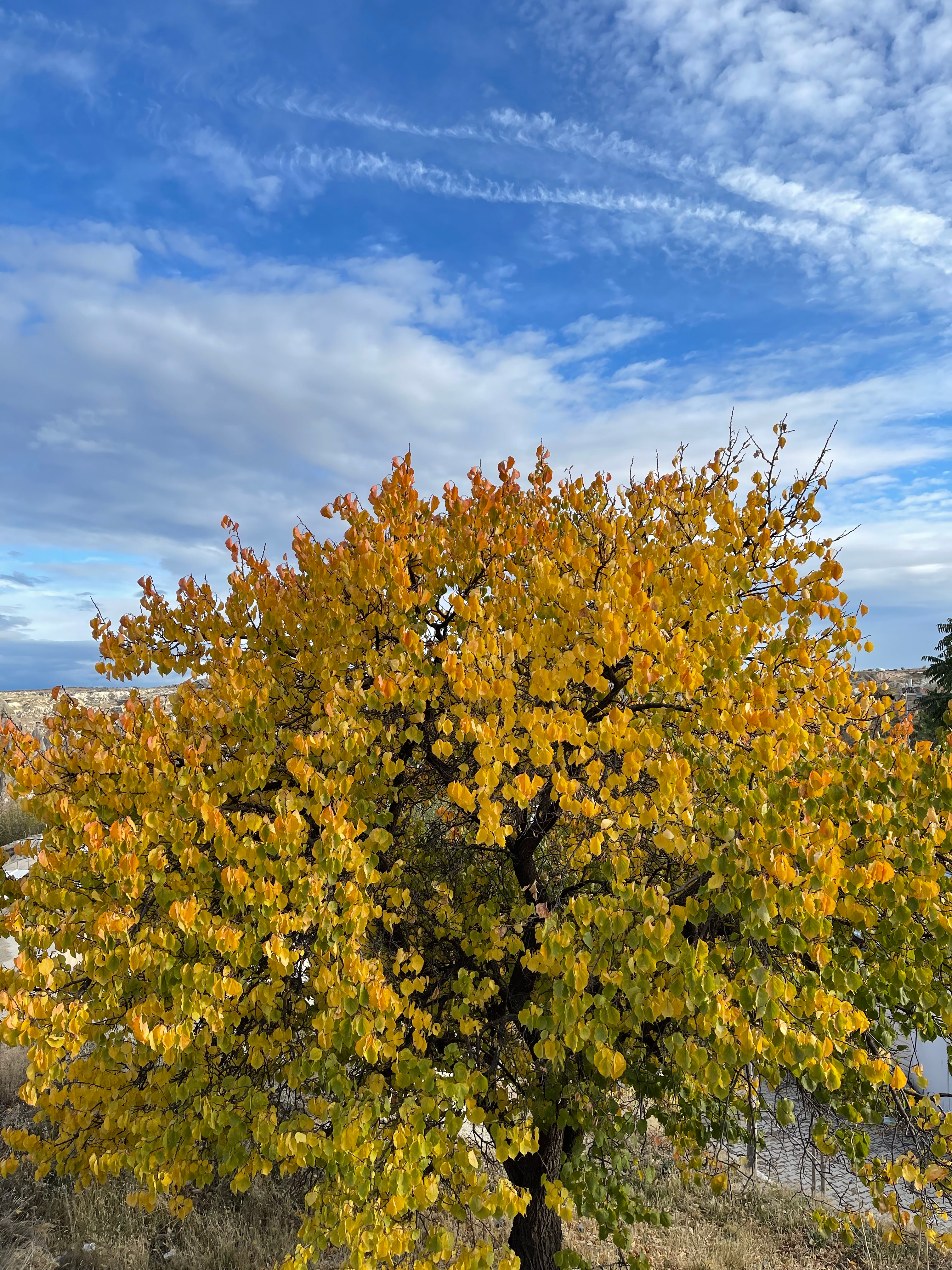 Autumn Tree Somewhere In The Middle of Türkiye (Cappadocia, Türkiye)