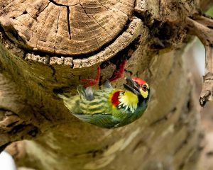 Coppersmith Barbet, Wildlife Friends Foundation Thailand (WFFT), Tha Mai Ruak, Phetchaburi, Thailand