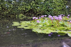 Purple water lilies.

