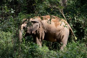 Elephant, Kanchanaburi, Thailand