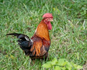 Male domestic rooster, Hua Hin, Thailand