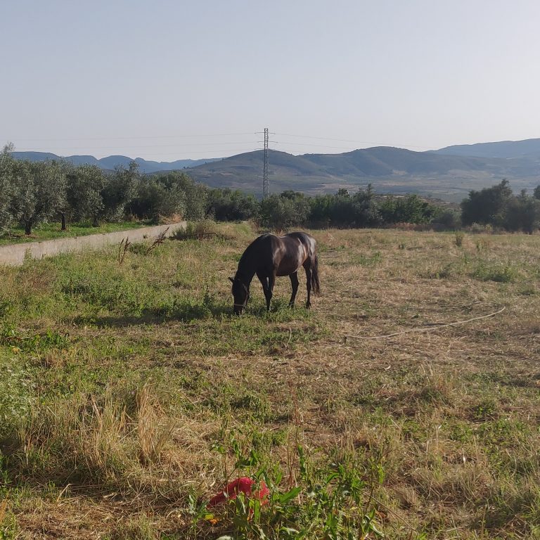 Horse in a meadow