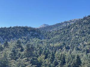 Parque Nacional Sierra de las Nieves mostrando una ladera de pinsapos con unos de sus picos altos al fondo