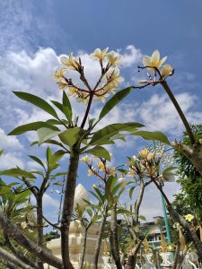 Flowers on sky captured in Bangkok, Thailand