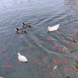 Ducks and fish